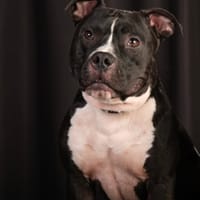 TITO, chien à adopter