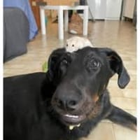 JHIN, chien à adopter