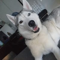 ASLAN, chien à adopter