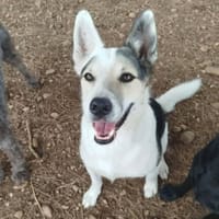 TOKYO, chien à adopter