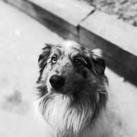 SIA, chienne à adopter