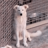 DAVID simil boarder collie, cane da adottare