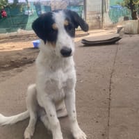 Balan, chien à adopter