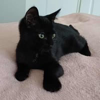 AKIKO, chat à adopter