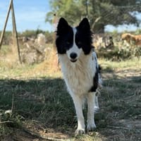 Ulysse, chienne à adopter