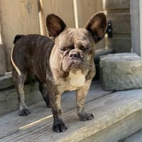 Boulette, chienne à adopter