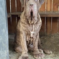 Magma, chien à adopter