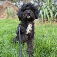 Emma, chienne à adopter