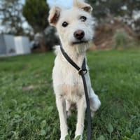 Cassie, chienne à adopter