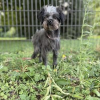 Enya, chienne à adopter