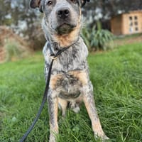 Vip, chien à adopter
