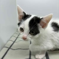 Cza-Cza, kot do adopcji