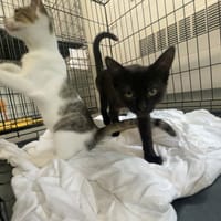 Samba, kotka do adopcji