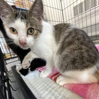 Tango, kot do adopcji