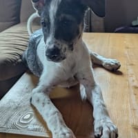 Kalle wartet in 97499 Traustadt, Hund zur Adoption