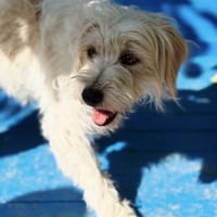 Mira sucht ihr Für-immer-Zuhause, Hündin zur Adoption