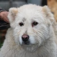 Sandy - hübsche Wuschelhündin, Hündin zur Adoption