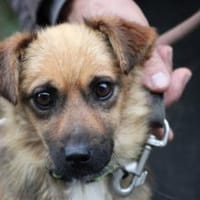 Pico - kleiner, zutraulicher Jungrüde, Hund zur Adoption