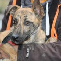 Kiwi - fröhlich u. zutraulich, Hündin zur Adoption