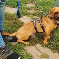 Süße Kuschelmaus Nyla, Hündin zur Adoption