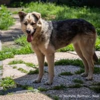 Trudi ist eine liebe Hündin, Hündin zur Adoption