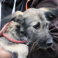 Melody - goldige Junghündin, Hündin zur Adoption