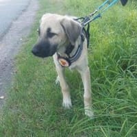 Nia ist eine Traumhündin, Hündin zur Adoption