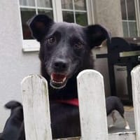 Fröhlicher Tayo sucht seine Familie!, Hund zur Adoption