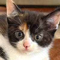 Glückskätzchen Pisa sucht Zuhause, Katze zur Adoption