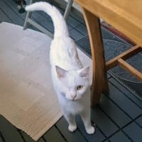 Smeraldo wünscht sich neues Zuhause, Kater zur Adoption