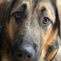 Zuhause für Silver gesucht, Hund zur Adoption