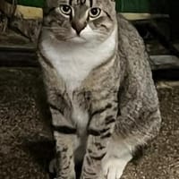 Nils sucht liebevolle Dosenöffner, Kater zur Adoption