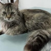 Schönheit Lucy sucht dich, Katze zur Adoption