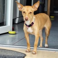 Lola wartet auf ihr Zuhause, Hündin zur Adoption