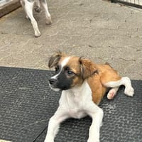 Erbse sucht ihre Familie, Hündin zur Adoption