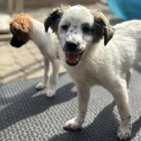Smartie auf der Suche, Hündin zur Adoption