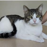 Raúl - zutraulicher, lieber Kater, Kater zur Adoption