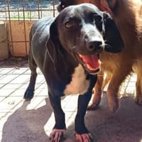 Liebenswerter Beci sucht Familie, Hund zur Adoption