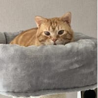 Tasio - wunderhübscher, lieber Kater, Kater zur Adoption