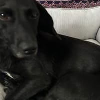 Hast du ein Körbchen frei für Fee?, Hündin zur Adoption