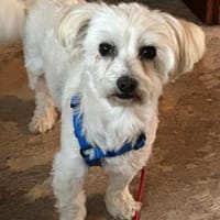 💙 Clyde  ein liebenswerter kleiner Ker, Hund zur Adoption