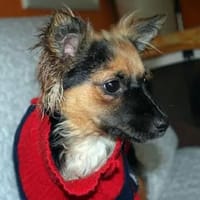 MIMÌ MARIE-lebhaft, neugierig, zuckersüß, Hündin zur Adoption