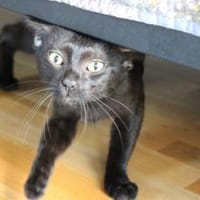 Batman sucht sein Für-Immer-Zuhause, Kater zur Adoption