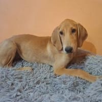 Rosa 💛💛💛 liebenswert-sonnig-verspielt, Hündin zur Adoption