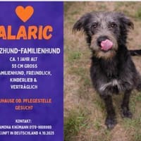 ALARIC - Sanfter Rüde, Hund zur Adoption