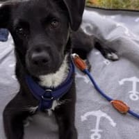 Sonnenschein Inyan, Hund zur Adoption