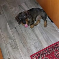 🐾Franz sucht liebe Menschen🐾, Hund zur Adoption