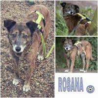ROSANA -kleiner Freigeist-, Hündin zur Adoption