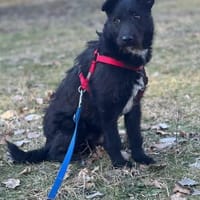 🐾💐Asco sucht sein Zuhause💐🐾, Hund zur Adoption