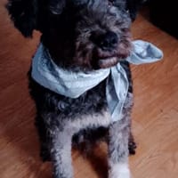 Traumwuschel wartet bei 66955 Pirmasens, Hund zur Adoption